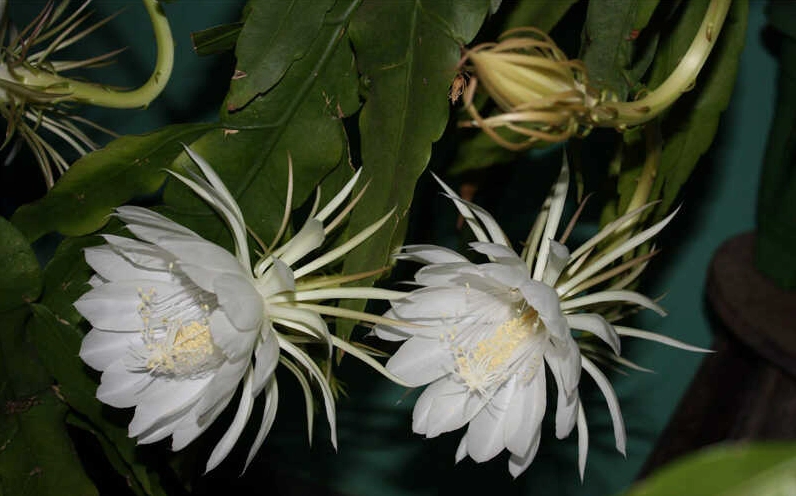 Đặc điểm của cây hoa quỳnh nở về đêm