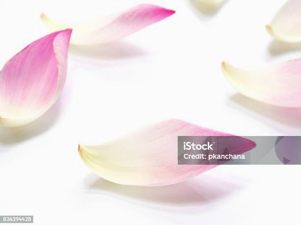 Đắm mình vào hình ảnh cánh hoa sen hồng rực rỡ