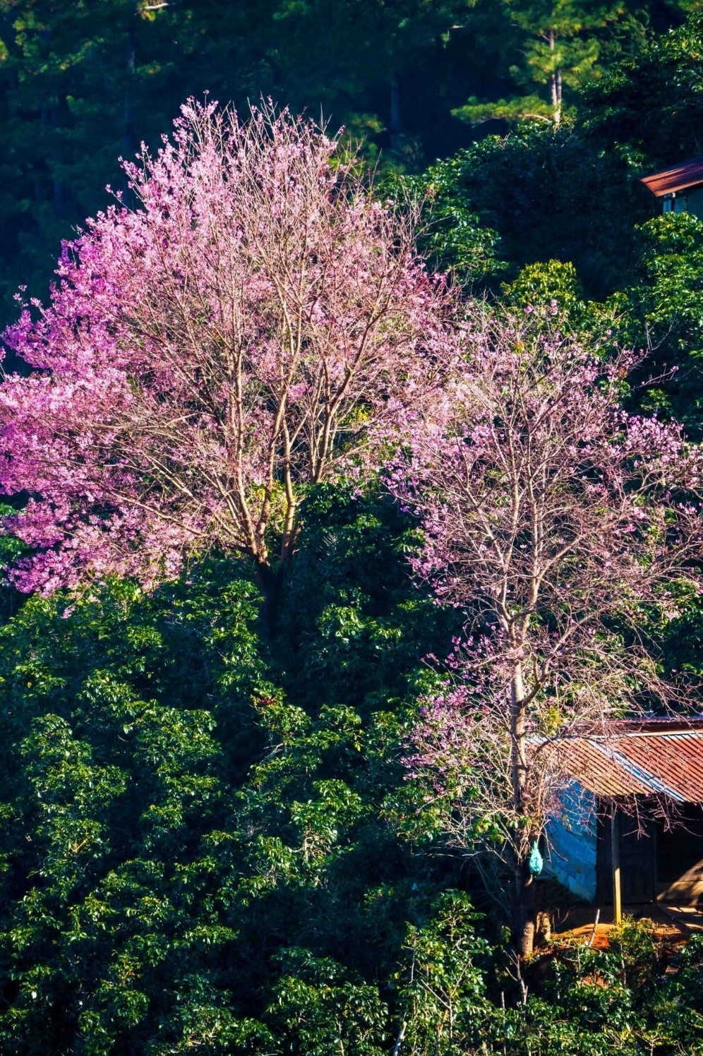 Đào rừng khoe sắc tô điểm đất trời Tết