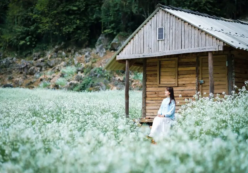 Đẹp hút hồn với cánh đồng hoa cải trắng ở Mộc Châu