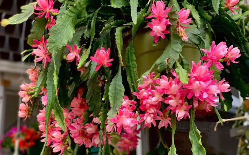 Đóa hoa quỳnh màu hồng khoe sắc tươi tắn