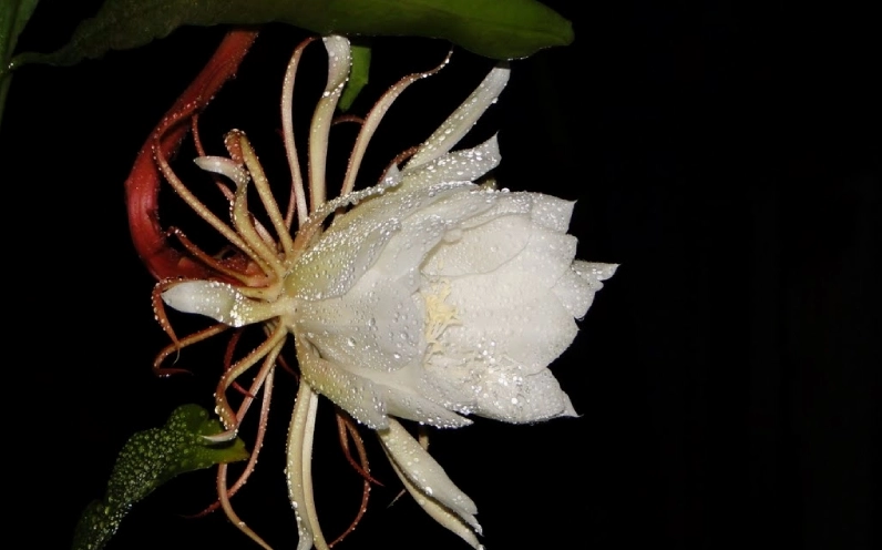 Đóa hoa quỳnh trắng bung nở rực rỡ ban đêm