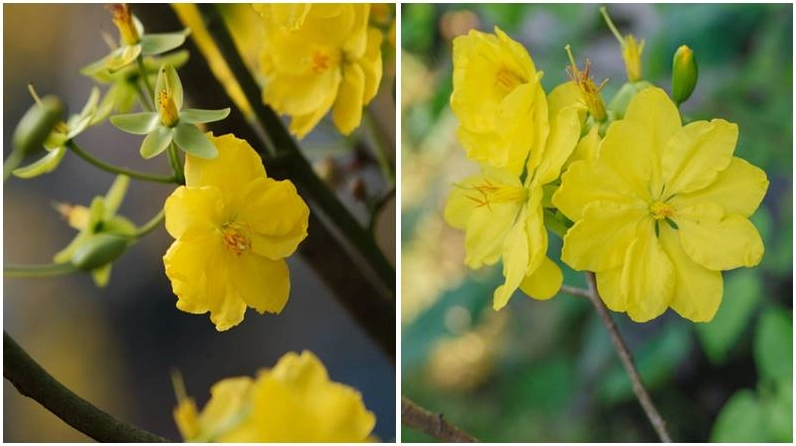 Đóa mai nhiều tầng cánh vẻ đẹp không thể rời mắt