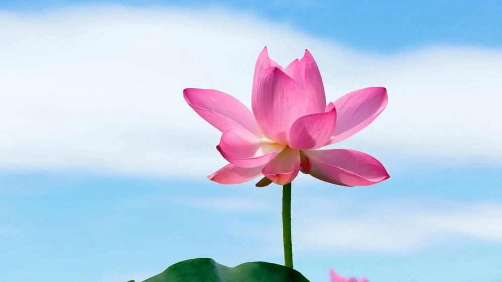 Đổi mới không gian với hình nền sen thanh tịnh