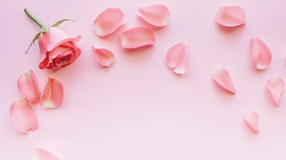 Đổi mới màn hình với ảnh bông hoa hồng lãng mạn, nghệ thuật