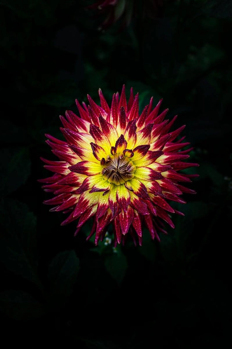 Giỏ hoa bất tử nhỏ nhắn dễ thương