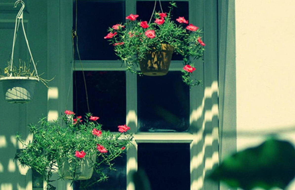 Giỏ hoa mười giờ làm cảnh treo trước cửa