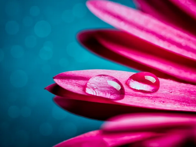 Giọt nước đọng trên cánh hoa đồng tiền