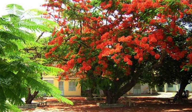 Góc chụp nghệ thuật những cánh phượng vĩ