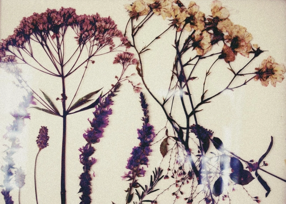 Góc nhìn nghệ thuật đầy chất background hoa khô aesthetic