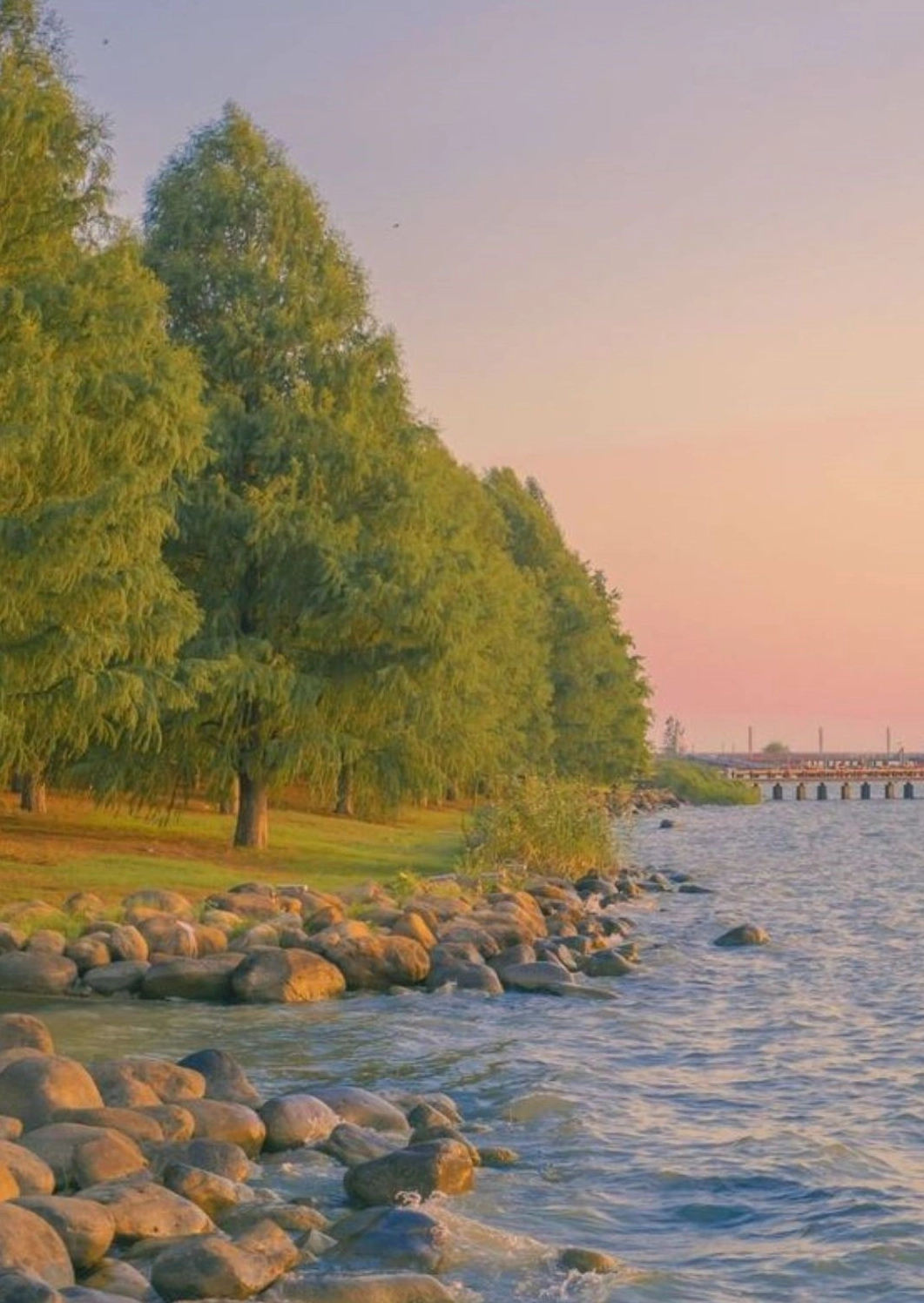 Hàng cây đứng lặng lẽ trong ánh chiều hoàng hôn rực rỡ bên hồ