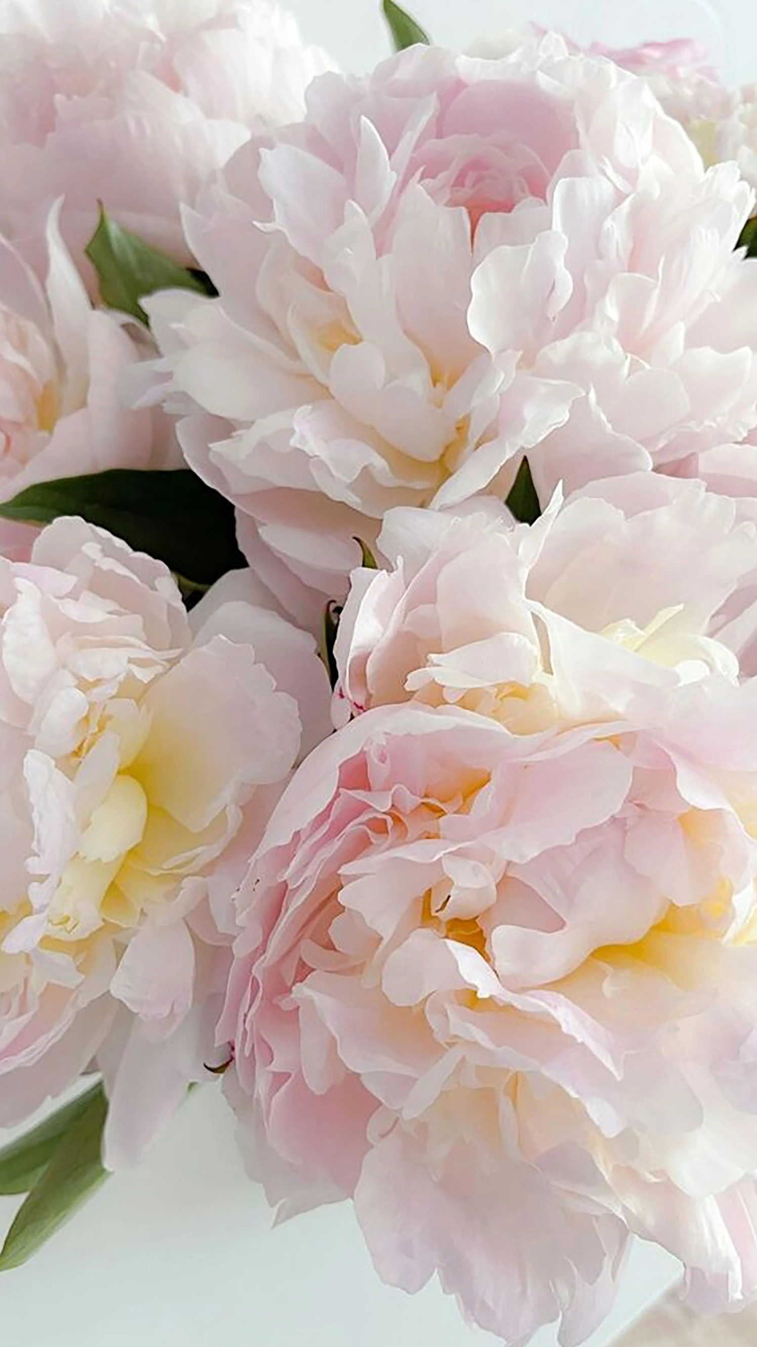 Hình ảnh bó hoa mẫu đơn tuyệt đẹp rực rỡ