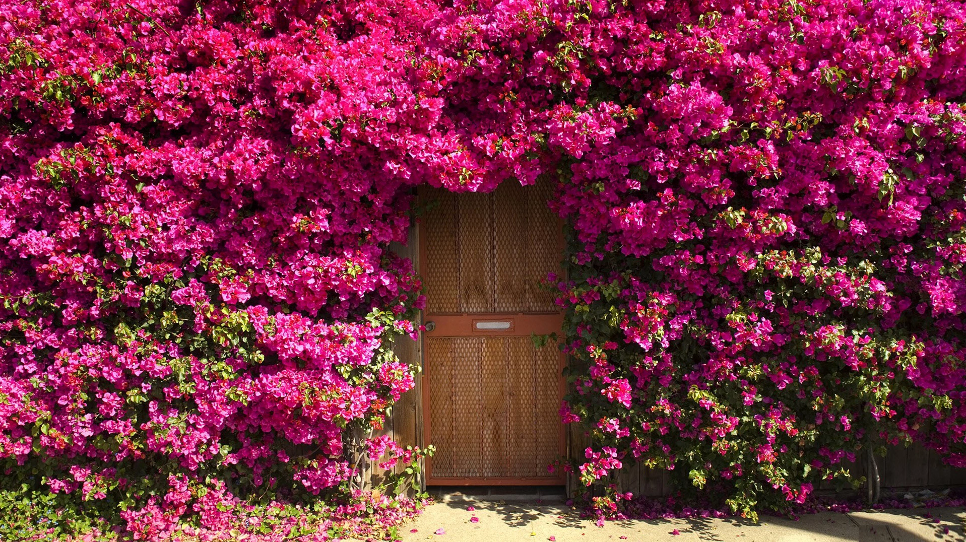 Hình ảnh bức tường hoa giấy đẹp say đắm lòng người