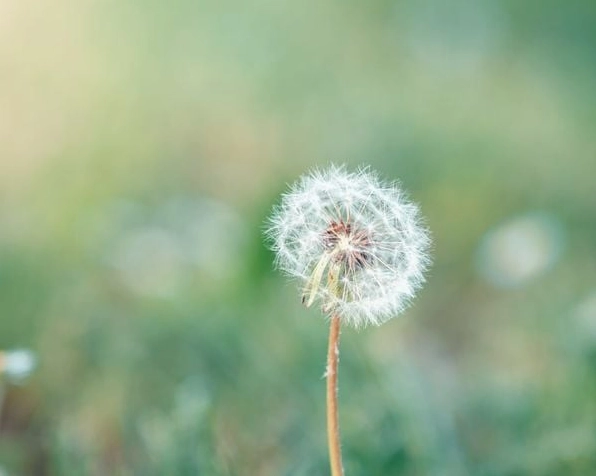 Hình ảnh cánh hoa bồ công anh lẻ loi nhưng vẫn vững vàng đầy ý chí