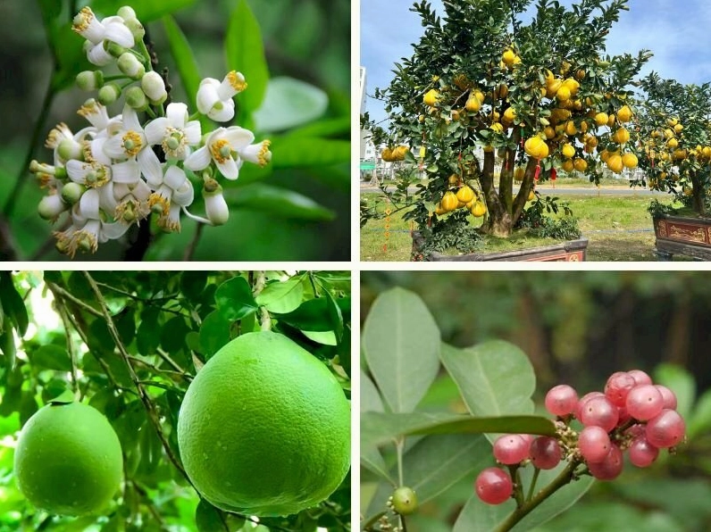 Hình ảnh cây bưởi trĩu quả tươi tốt