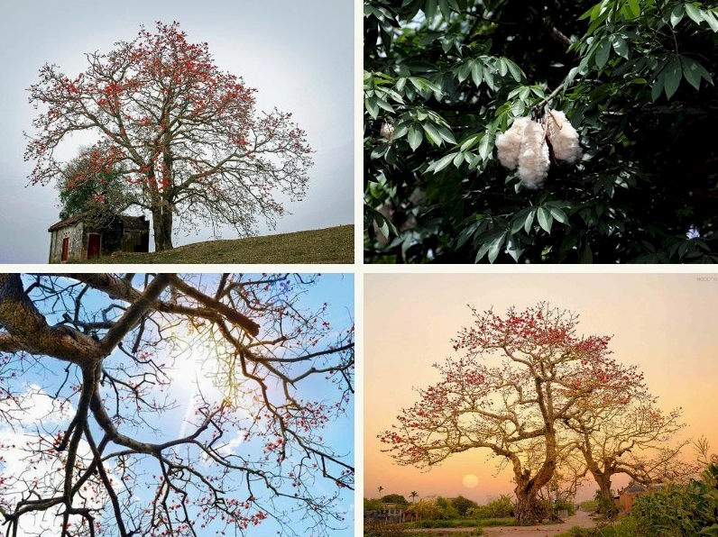 Hình ảnh cây gạo nở rộ tuyệt đẹp
