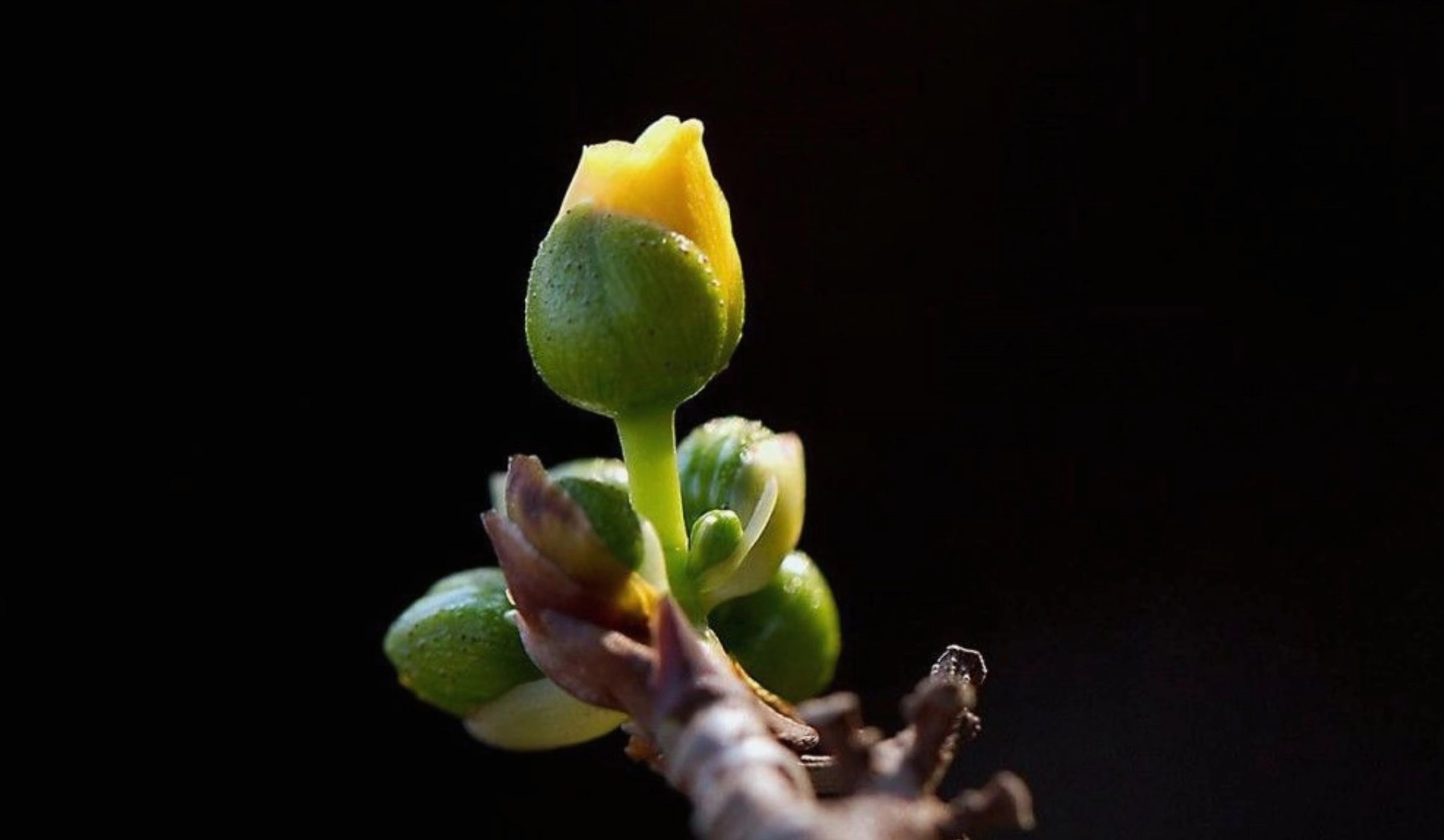 hinh-anh-cay-mai-cho-may-tinh-pc (14)