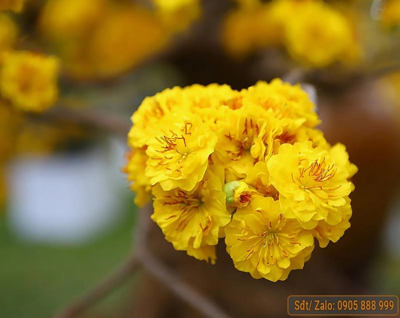 Hình ảnh cây mai vàng thân gỗ lâu năm