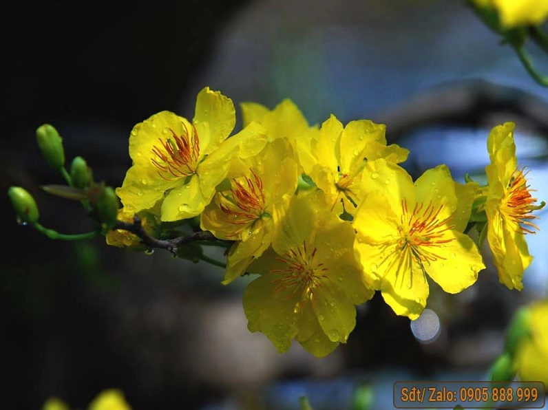 Hình ảnh cây mai vàng tươi thắm với những chùm hoa dày đặc