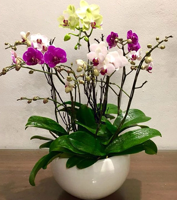 Hình ảnh chậu lan hồ điệp mini đẹp nhất