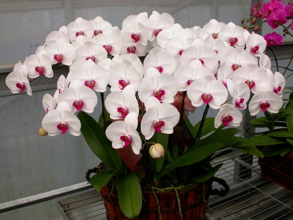 Hình ảnh chậu lan hồ điệp trằng tuyệt đẹp và sang trọng