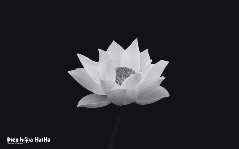 Hình ảnh chia buồn đám ma tiễn biệt người đã khuất