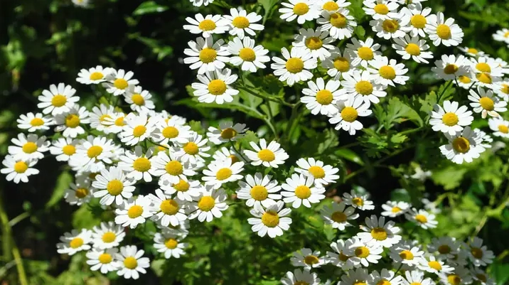 Hình ảnh cho hình nền hoa cúc đẹp cho máy tính