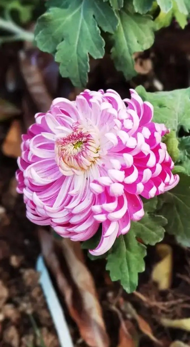 Hình ảnh cúc tím 3 bí ẩn