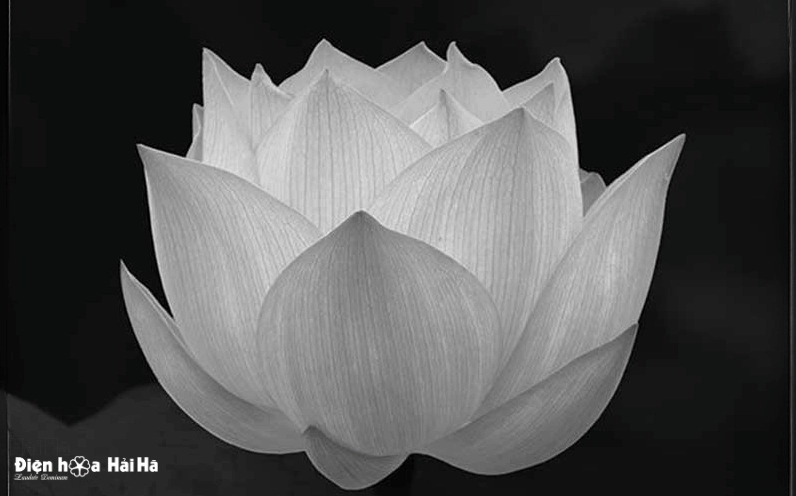 Hình ảnh đám tang lễ hoa sen trắng thanh khiết