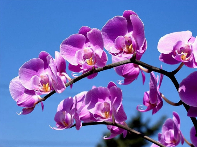 Hình ảnh hồ điệp tím nở rộ giữa bầu trời thơ mộng