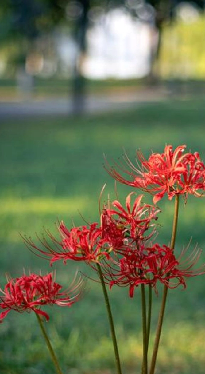 Hình ảnh hoa bỉ ngạn nhẹ nhàng 1