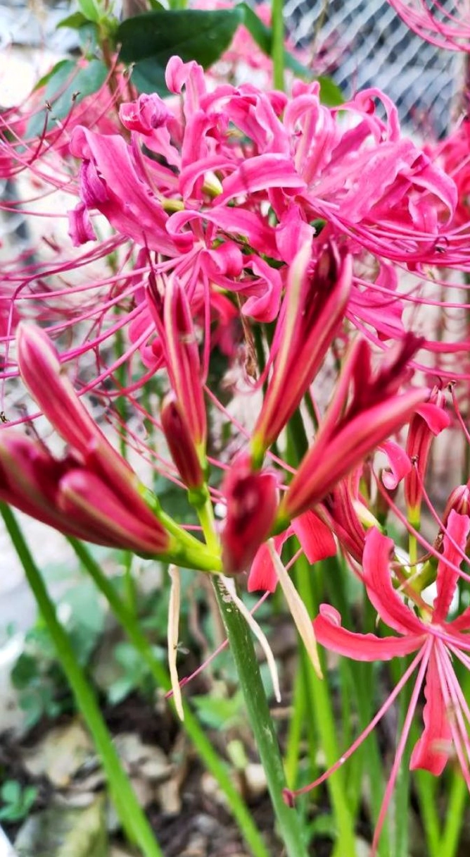 Hình ảnh hoa bỉ ngạn tinh khôi và thanh khiết