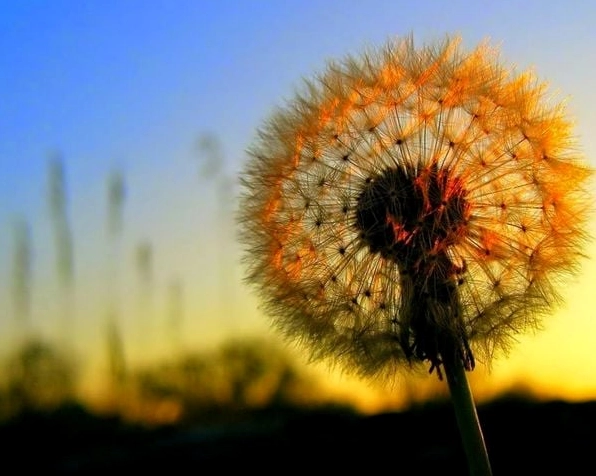 Hình ảnh hoa bồ công anh đẹp lộng lẫy trong ánh chiều tà