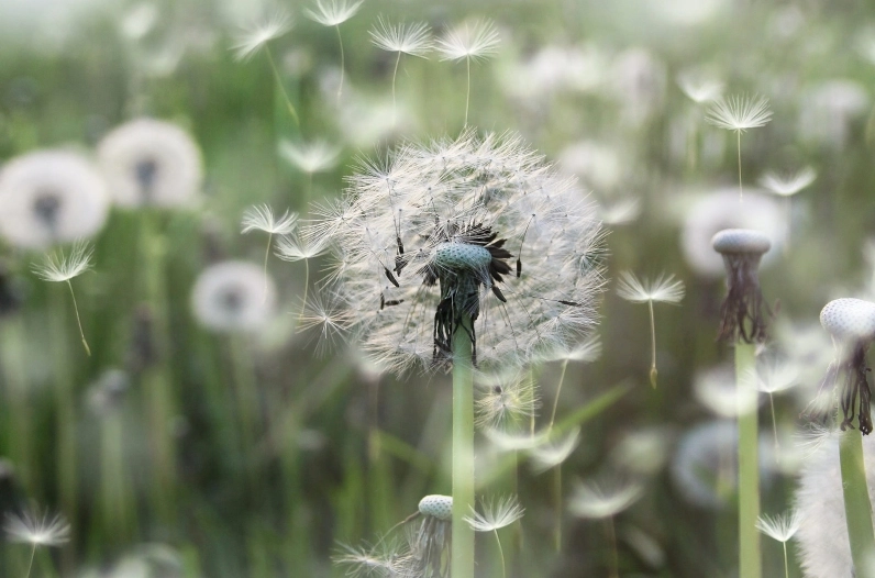 Hình ảnh hoa bồ công anh tím dưới ánh nắng ban mai rực rỡ