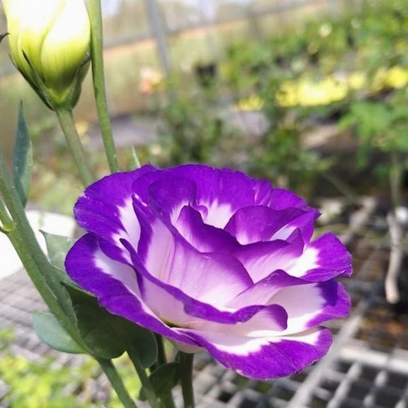 Hình ảnh hoa cát tường đẹp nhất với cánh hoa mong manh