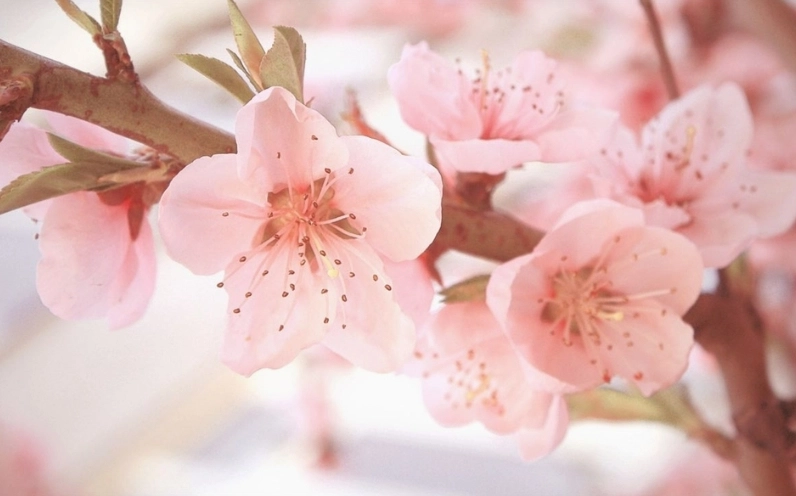 Hình ảnh hoa Đào đẹp nhất bung nở rực rỡ