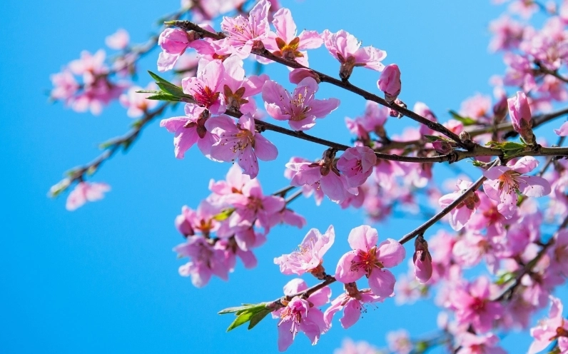 Hình ảnh hoa Đào đẹp nhất đong đầy cảm xúc mùa xuân