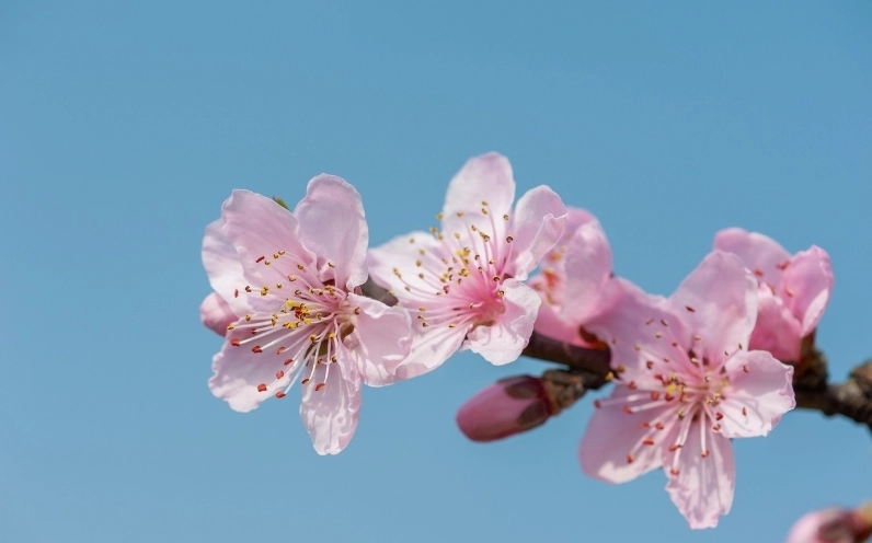 Hình ảnh hoa Đào đẹp nhất khoe sắc dưới bầu trời xanh