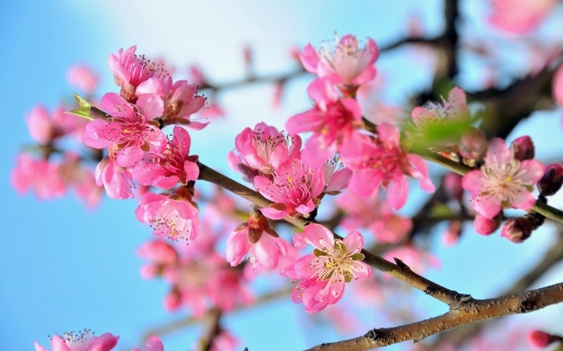 Hình ảnh hoa Đào đẹp nhất lung linh trong sương sớm