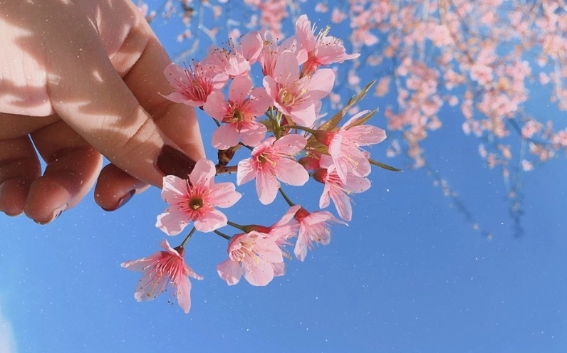 Hình ảnh hoa Đào đẹp nhất mang đậm nét xuân