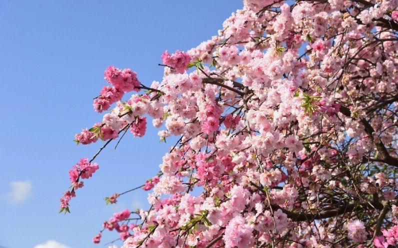 Hình ảnh hoa Đào đẹp nhất nổi bật giữa không gian