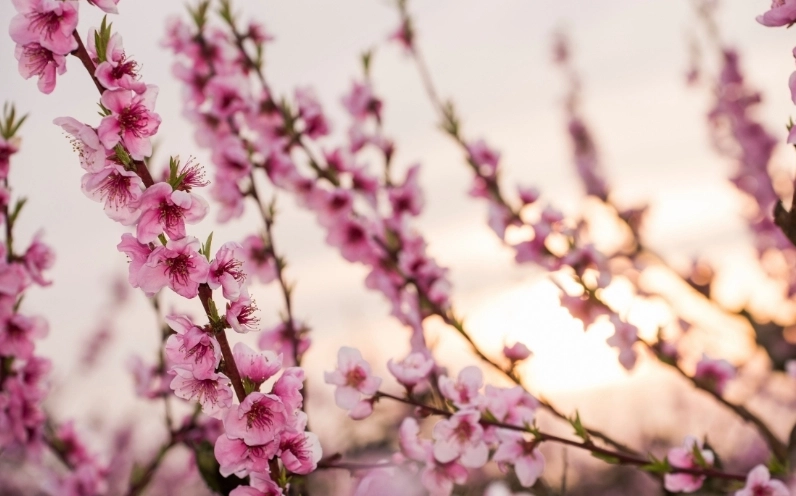 Hình ảnh hoa Đào đẹp nhất rạng rỡ đón chào năm mới