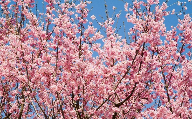 Hình ảnh hoa Đào đẹp nhất tươi tắn sắc hồng