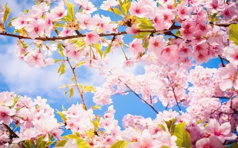 Hình ảnh hoa Đào đẹp nhất với những cánh hoa mỏng manh