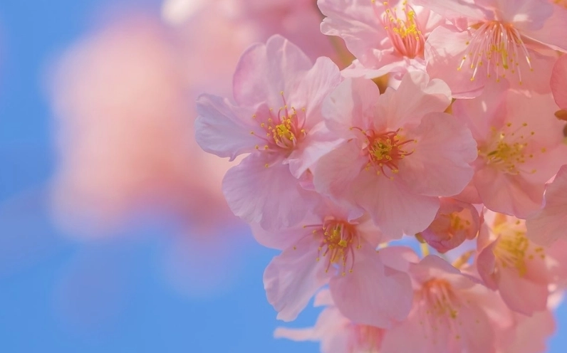 Hình ảnh hoa Đào đẹp nhất vươn cành đón gió xuân