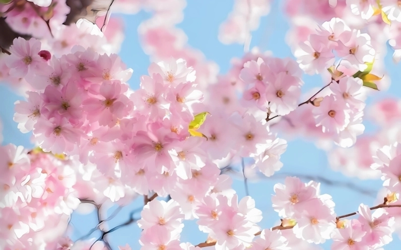 Hình ảnh hoa Đào đẹp nhất vươn mình trong nắng xuân