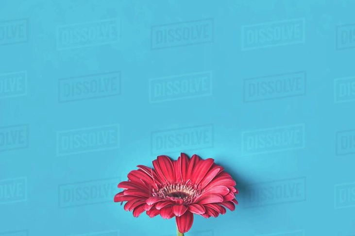 Hình ảnh hoa đồng tiền kép đẹp rạng ngời