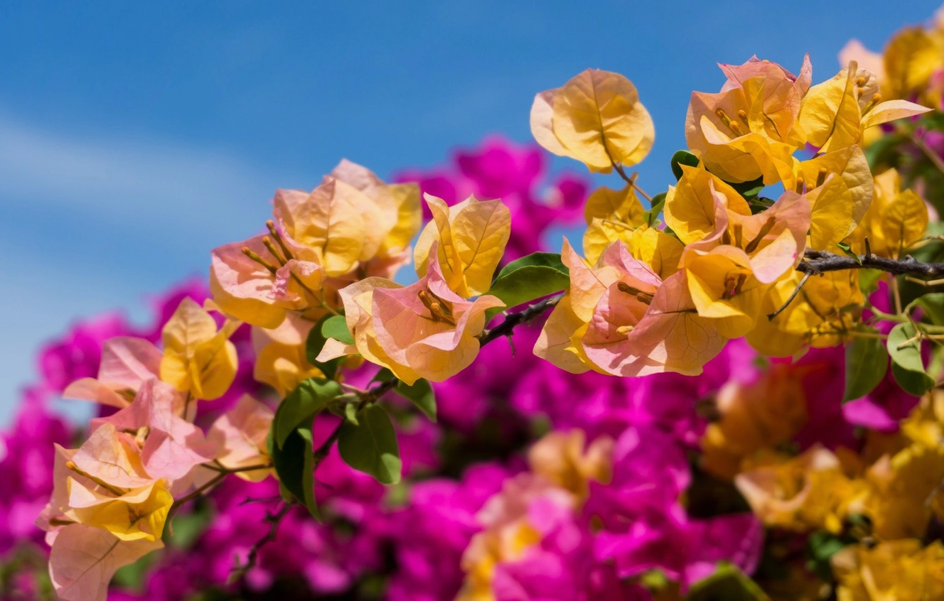 Hình ảnh hoa giấy màu vàng mỏng manh đa sắc màu