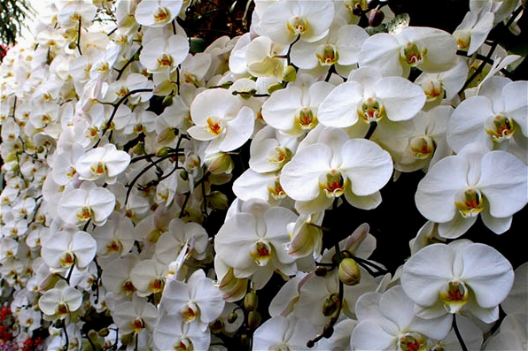 Hình ảnh hoa lan đại hồ điệp trắng vô cùng sang trọng