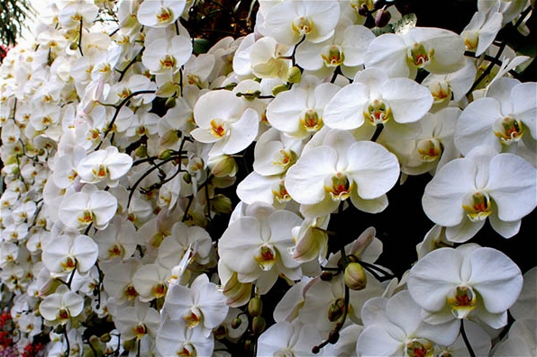 Hình ảnh hoa lan đại hồ điệp trằng vô cùng sang trọng